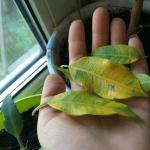 Желтые листья на комнатных растениях