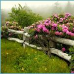 Цветы рододендроны — фото, виды, посадка и уход